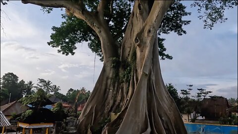 Would you climb this 700 year old Kapok tree? And Jatiluwih rice terraces.