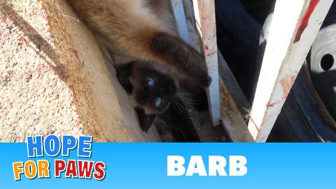 Razor wire almost kills a Siamese cat who was hanging upside down by her tail.