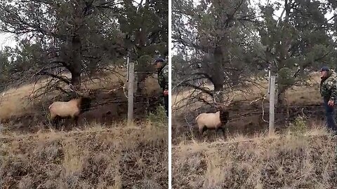 Bull elk rescued from wire fence