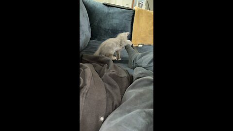 Kitten Attacks Foot