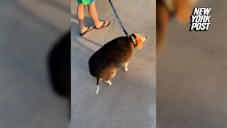 90-pound beagle sees incredible weight loss