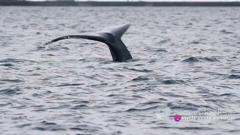 Majestic Marine Giants: Whales of the Southern Hemisphere