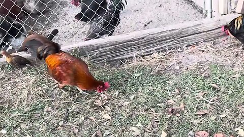 Showing off two more beautiful roosters