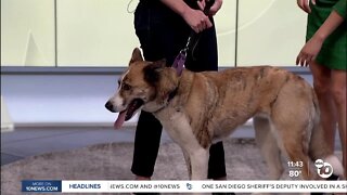 Pet of the Week: Stitchy