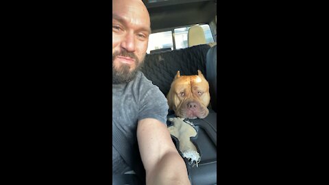 GIANT Pit Bull loves his “road trips” 🦁😍