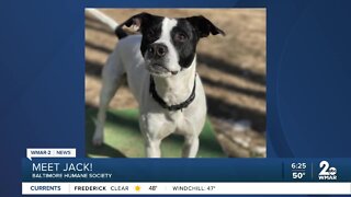 Jack the dog is up for adoption at the Baltimore Humane Society