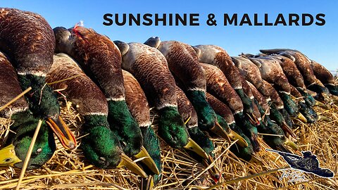 Ducks Piling Into Our Decoys: Manitoba Duck Hunting