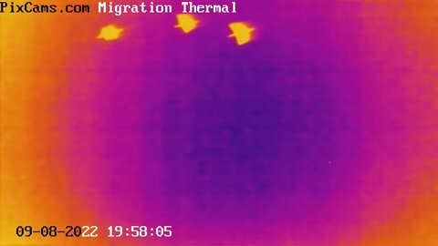 Fall Migration 2022 Thermal Camera - 9/8/2022 - Four birds at low altitude - slow motion
