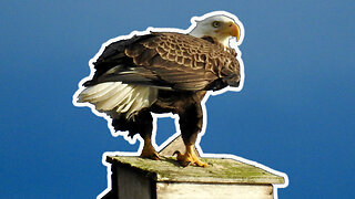Central Florida Eagle CAM1 - Pepe & Muhlady! #eagle #sunrise #sunset