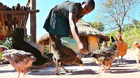 Kuřata pro Afriku sk dabing Dokument