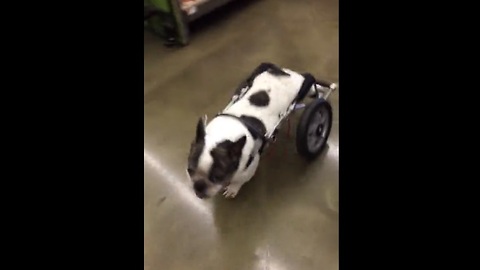Dog in wheelchair browses treats at pet store