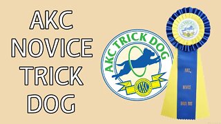 AKC Novice Trick Dog Title - TKN - Maverick