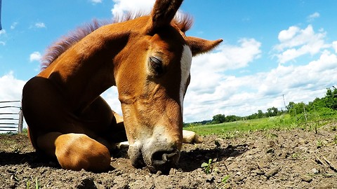 Baby horse has unusual snack before afternoon nap