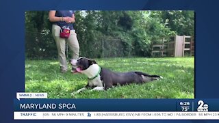 Woodstock the dog up for adoption at the Maryland SPCA