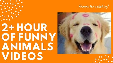 💥Best Funniest Pets Viral Weekly😂💥of 2020 | Funny Animal Videos💥👌