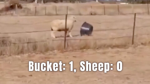 Bucket: 1, Sheep: 0
