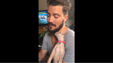 Sphynx kitten uses owner's beard as scratching post