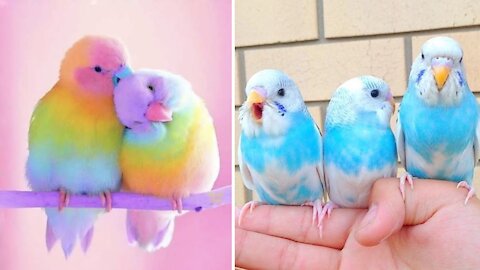 Baby Animals - Funny parrots and Cute Birds Compilation