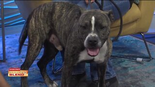 PASCO ANIMAL SERVICES | MORNING BLEND