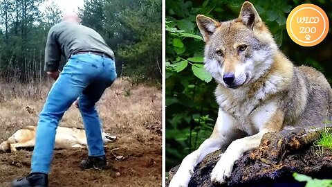 Man Saved a wolf, but some years later this happened...