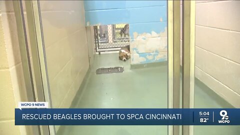 Rescued beagles brought to SPCA Cincinnati