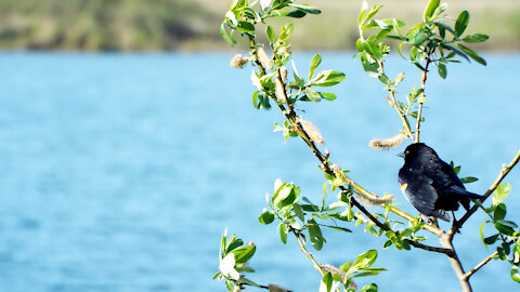 Red-winged Blackbird