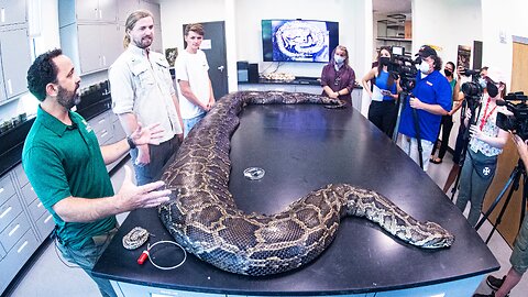 MASSIVE record breaking Burmese Python caught in Florida 🐍