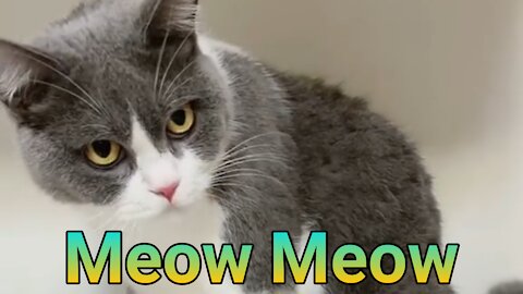 Meow Meow cats