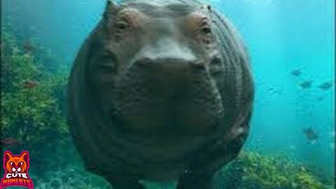 Cool Hippo Videos in Zoos and in the Wild Compilation