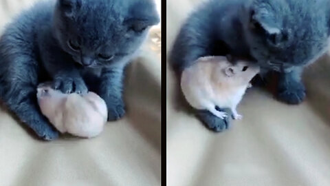 Rat Can't Stop Giving His Cat Sister Hugs 🐀😽
