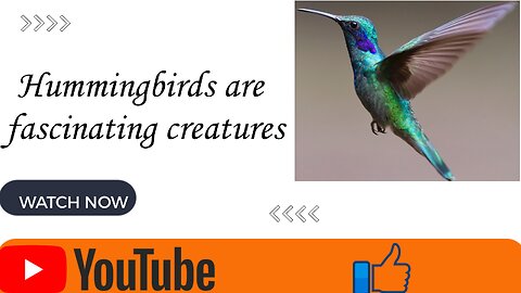 Hummingbirds are fascinating creatures