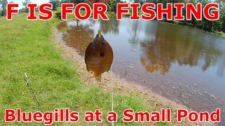 Bluegills at a Small Pond