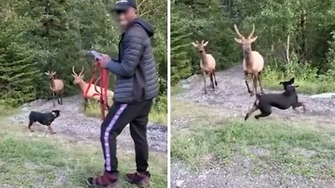 Reckless Tourists Unleash Dog on Elk, Sparking Outrage in National Park