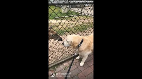 Golden Retriever and his friends