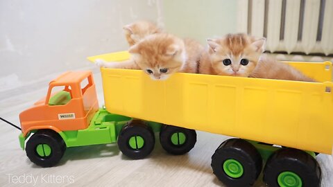 Test Drive from Kittens 🐈🚗 Too Cute Compilation , cute driver