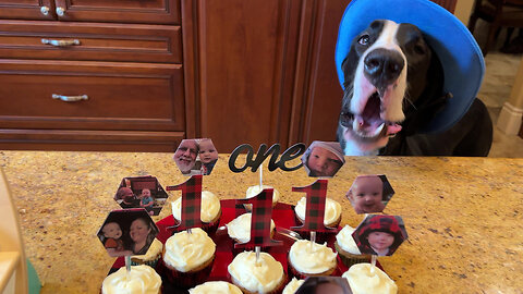 Great Dane Celebrates 1st Birthday With Cupcakes & Song