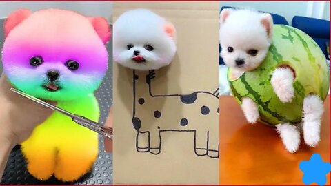 Cute Pomeranian Funny Videos Compilation