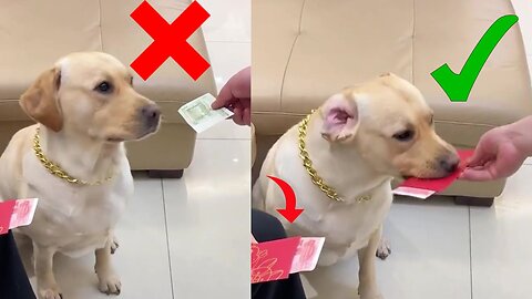 Smart Dog in Funny Situation