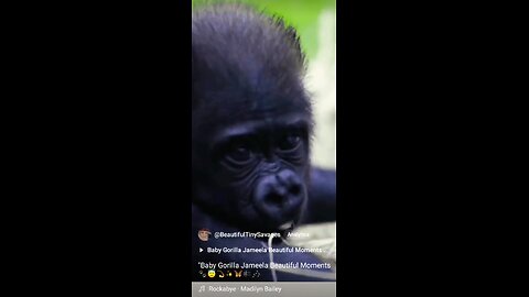 "Baby Gorilla Jameela Beautiful Moments 🐾🦋😇♥️🎶🎼