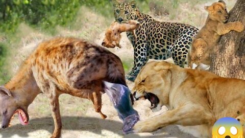 18 Crazy Angry Wild Dogs Attacks Mother Lion and Her Cubs