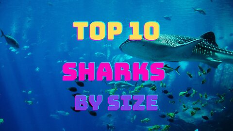 Top 10 Sharks - Count Down The Top 10 By Size