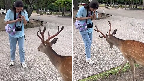 Nara Park In Japan Is Home To The Friendliest Bowing Deer