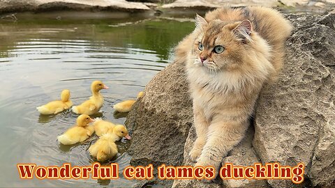 Wonderful cat tames duckling_😂Funny cat acts as mother duck and teaches cute ducklings to swim.pet