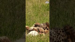 Cheetah and Cubs Feeding | Saturday #shorts