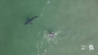 Shark sighting near Juno Beach forces swimmers out of water