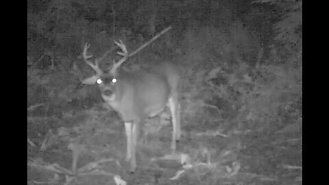 The Sitka blacktail Rut, Revillagigedo Island, Alaska 2020