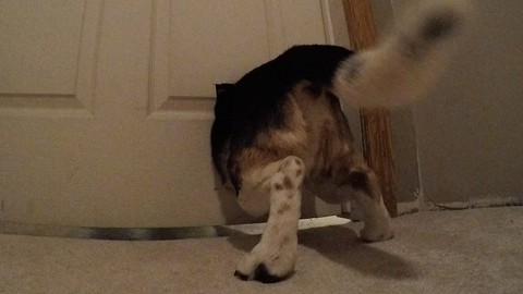 Greedy beagle caught on camera squeezing through cat door