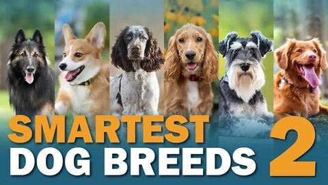 10 More Smartest Dog Breeds | CKC's Talkin' Dogs List Show