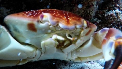 Sneaky Crab Steals GoPro To Create Unbelievable Footage