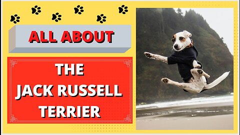 13 Essential facts you should know about Jack Russell